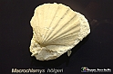 VBS_9046 - Museo Paleontologico - Asti